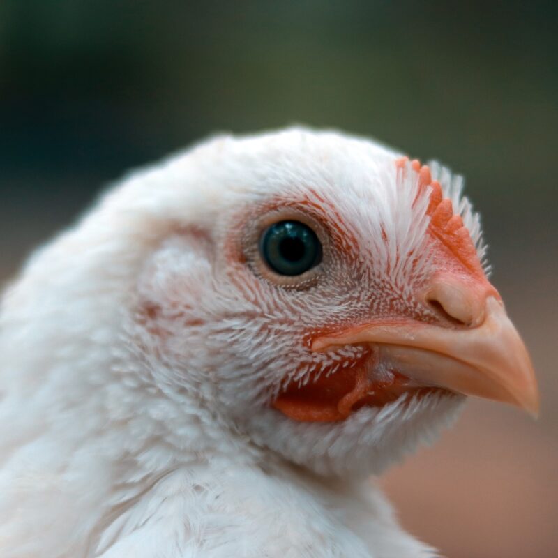 Close-up of a white chicken's head with a clear view of its eye and beak
