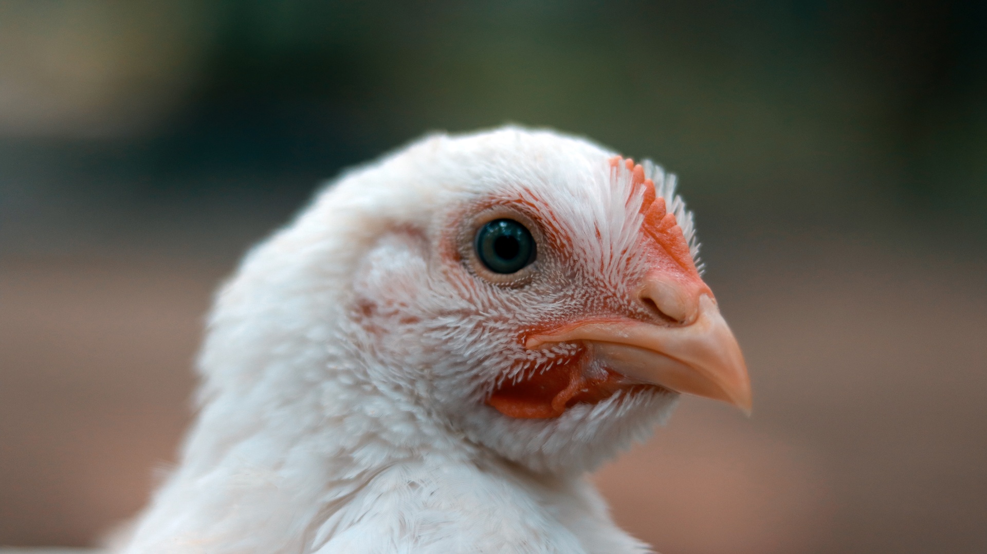 Broiler Chicken Antitrust Litigation