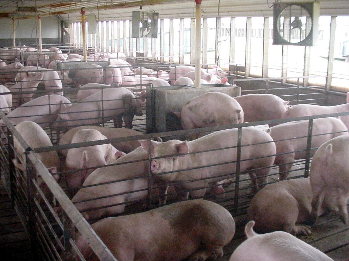Final Approval Granted for $64 Million in Settlements in Pork Antitrust Litigation